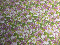 Hillside Rhododendron
